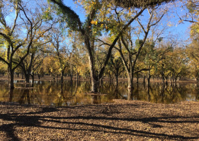 Pecan Harvesting Image