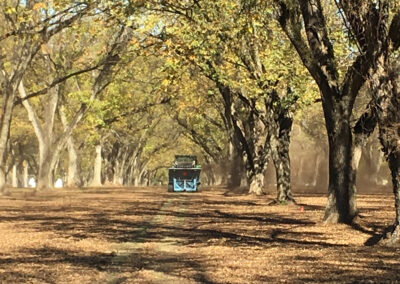 Pecan Harvesting Image