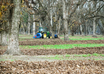 Pecan Harvesting Image