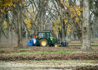 Pecan Harvesting Image