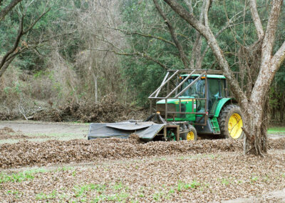 Pecan Harvesting Image