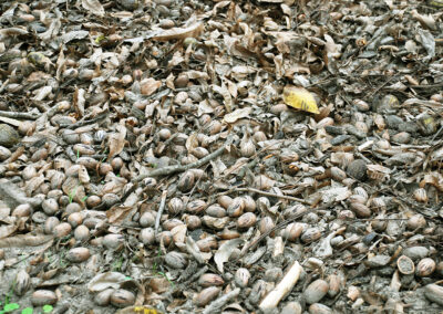 Pecan Harvesting Image