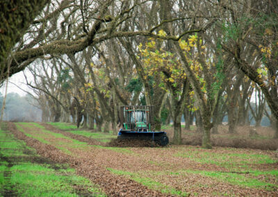 Pecan Harvesting Image